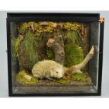 TAXIDERMY, a young pale coloured hedgehog in a naturalistic setting of a bank, leaves and twigs,