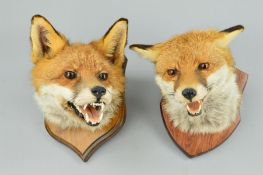 TAXIDERMY, two Foxes masks mounted on wooden shields, both hand written verso 'Barry Williams,