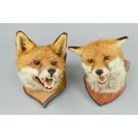 TAXIDERMY, two Foxes masks mounted on wooden shields, both hand written verso 'Barry Williams,