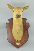 TAXIDERMY, a Red Deer, shoulder mount looking straight ahead, on an oak shield wall mount with