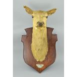 TAXIDERMY, a Red Deer, shoulder mount looking straight ahead, on an oak shield wall mount with