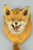 TAXIDERMY, a fox's mask and brush mounted on a stained wooden shield, fitted for wall hanging,