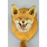 TAXIDERMY, a fox's mask and brush mounted on a stained wooden shield, fitted for wall hanging,