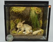 TAXIDERMY, a Kit (Baby Rabbit) lying in a naturalistic setting of a mossy bank, signed Barry