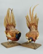 TAXIDERMY, two Cock Pheasants in fighting pose, with tail feathers up, individually mounted on