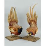 TAXIDERMY, two Cock Pheasants in fighting pose, with tail feathers up, individually mounted on