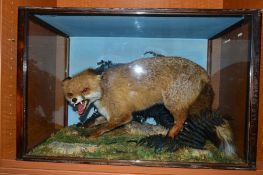 TAXIDERMY, fox standing in a naturalistic setting within a glazed cabinet, height approximately 49.