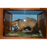 TAXIDERMY, fox standing in a naturalistic setting within a glazed cabinet, height approximately 49.
