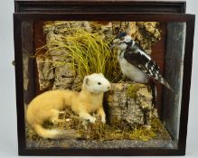 TAXIDERMY, a Great Spotted Woodpecker perched on a stump beside a reclining pale Stoat, bears