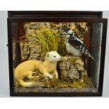 TAXIDERMY, a Great Spotted Woodpecker perched on a stump beside a reclining pale Stoat, bears