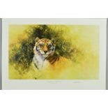 DAVID SHEPHERD (1931-2017) 'WORKING SKETCH FOR A PAINTING OF A TIGER', signed and titled in pencil