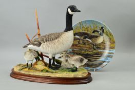 A LIMITED EDITION BORDER FINE ARTS SCULPTURE 'Canadian Goose and Goslings', style three, B0882, No