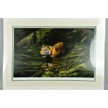 SPENCER HODGE (BRITISH 1943) 'Cooling Off', a limited edition print 475/850 of a tiger wading