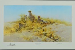 DAVID SHEPHERD 91931-2017) 'THE CHEETAHS OF NAMIBIA', a limited edition print 436/1000, signed and