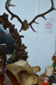 A PAIR OF 20TH CENTURY STAG ANTLERS, and a deer felt (2)