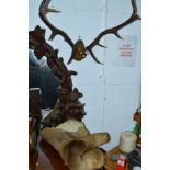 A PAIR OF 20TH CENTURY STAG ANTLERS, and a deer felt (2)