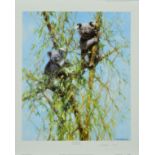 DAVID SHEPHERD (1931-2017) 'UP A GUM TREE', a limited edition print 144/950 of Koala Bears, signed