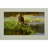 DAVID SHEPHERD (1931-2017), 'THE BANDIPUR TIGER', a limited edition print 203/350, signed, titled