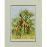 DAVID SHEPHERD (1931-2017) 'MASAI GIRAFFE AND YOUNG' a limited edition print 67/850, signed and