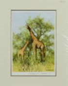 DAVID SHEPHERD (1931-2017) 'MASAI GIRAFFE AND YOUNG' a limited edition print 67/850, signed and