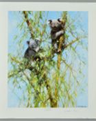 DAVID SHEPHERD (1931-2017) 'UP A GUM TREE' a limited edition print 142/950 of Koala Bears in a tree,