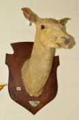 TAXIDERMY, a Red Deer, shoulder mount looking straight ahead, on an oak shield wall mount with