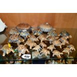 A GROUP OF WADE TORTOISES, of various sizes, to include whimsie Turtle etc (24)