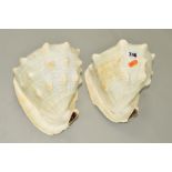 TWO LARGE CONCH SHELLS (2)