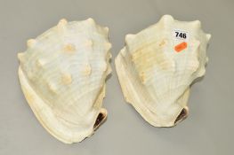 TWO LARGE CONCH SHELLS (2)
