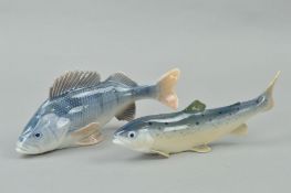 TWO ROYAL COPENHAGEN FISH, 'Perch' No 1138, approximate length 20cm and 'Rainbow Trout' No 2676 (2)