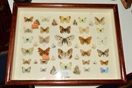 ENTOMOLOGY, a framed collection of various Butterflies to include 'Apollo', 'Small