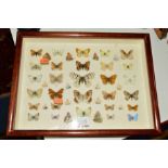 ENTOMOLOGY, a framed collection of various Butterflies to include 'Apollo', 'Small