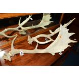 A PAIR OF 20TH CENTURY STAG ANTLERS