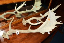 A PAIR OF 20TH CENTURY STAG ANTLERS