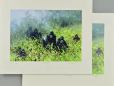 DAVID SHEPHERD (1931-2017) 'IN THE MISTS OF RWANDA', two limited edition prints of gorillas, 13