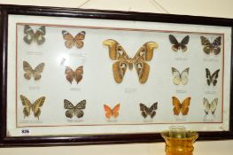 ENTOMOLOGY, a frame of butterflies and moths, with labels