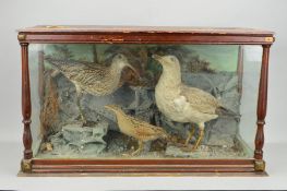 TAXIDERMY, a late 19th/early 20th Century display case containing a Curlew, a Gull and a