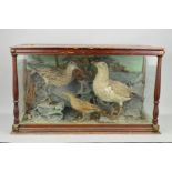 TAXIDERMY, a late 19th/early 20th Century display case containing a Curlew, a Gull and a