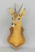 TAXIDERMY, a Roe Deer head and shoulder mount on a mahogany stained shield, section of jaw mounted