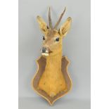 TAXIDERMY, a Roe Deer head and shoulder mount on a mahogany stained shield, section of jaw mounted