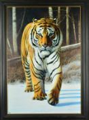 GARY STINTON (BRITISH 1961), 'Tiger in Snow', a limited edition print 13/195, signed bottom right,