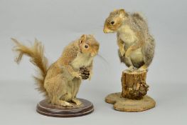 TAXIDERMY, two grey Squirrels, one posed on a log, the other holding a pine cone, heights 26.5cm and