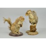 TAXIDERMY, two grey Squirrels, one posed on a log, the other holding a pine cone, heights 26.5cm and