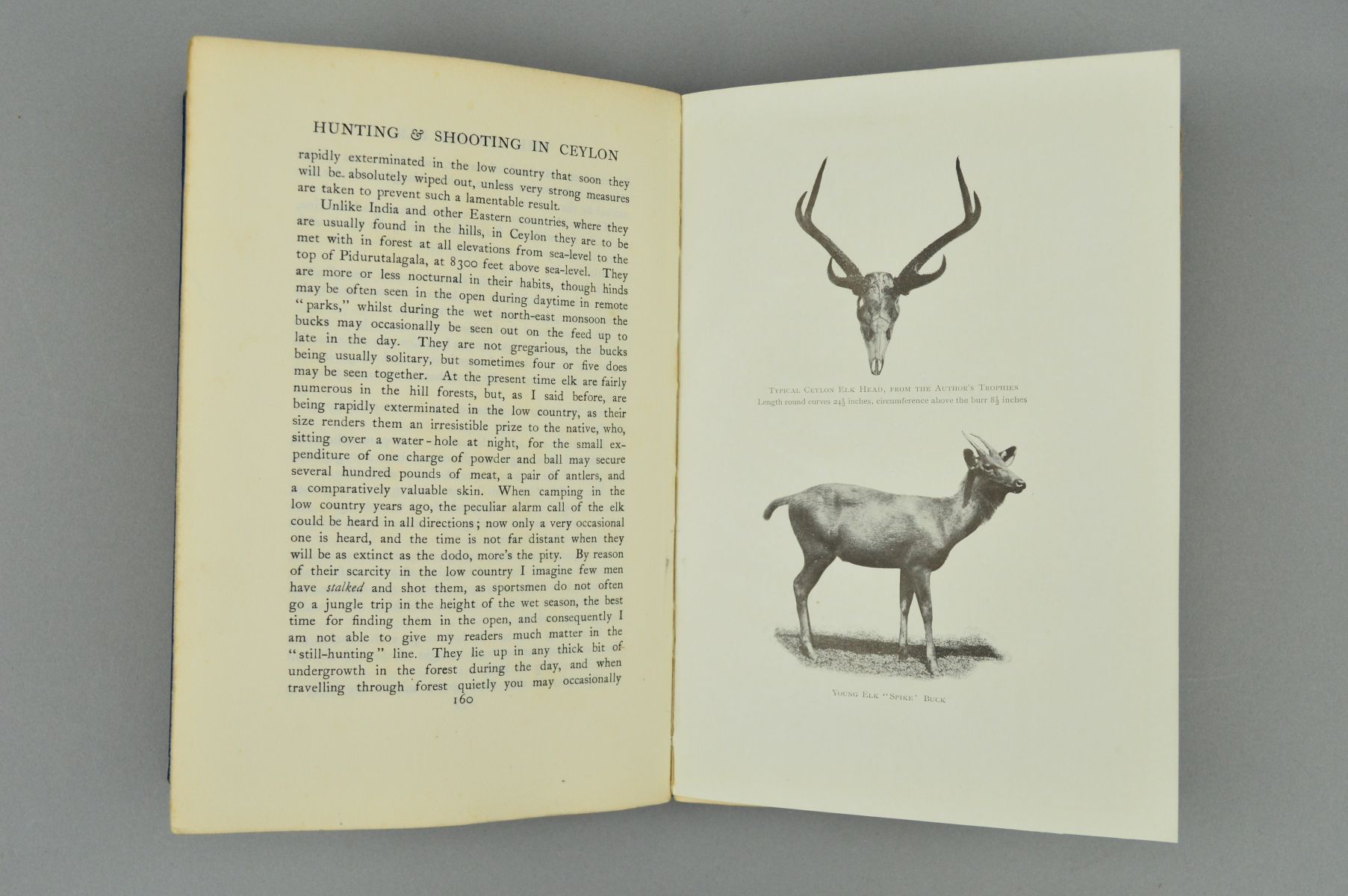 STOREY, HARRY, 'Hunting & Shooting in Ceylon', 2nd edition, 1907, Pub Longmans, Green & Co, 69 - Image 3 of 4