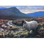 Julian Friers, RUA - BLACK FACED SHEEP - Coloured Print - 7 x 9 inches - Unsigned