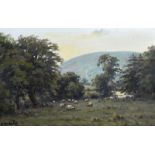 Charles McAuley - SHEEP GRAZING IN THE GLENS - Oil on Canvas - 18 x 28 inches - Signed