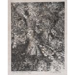 Margaret Stokes - THE PLANE TREE - Limited Edition Black & White Woodcut Print (4/25) - 14 x 11