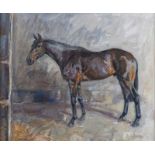 Basil Blackshaw, HRHA HRUA - THE THOROUGHBRED - Oil on Canvas - 20 x 24 inches - Signed