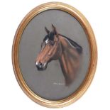 Norman Shaw - THE THOROUGHBRED - Pastel on Paper - 19 x 15 inches - Signed