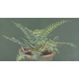 Diana Haddon - STILL LIFE, FERN POT - Pastel on Paper - 9 x 16 inches - Signed in Monogram